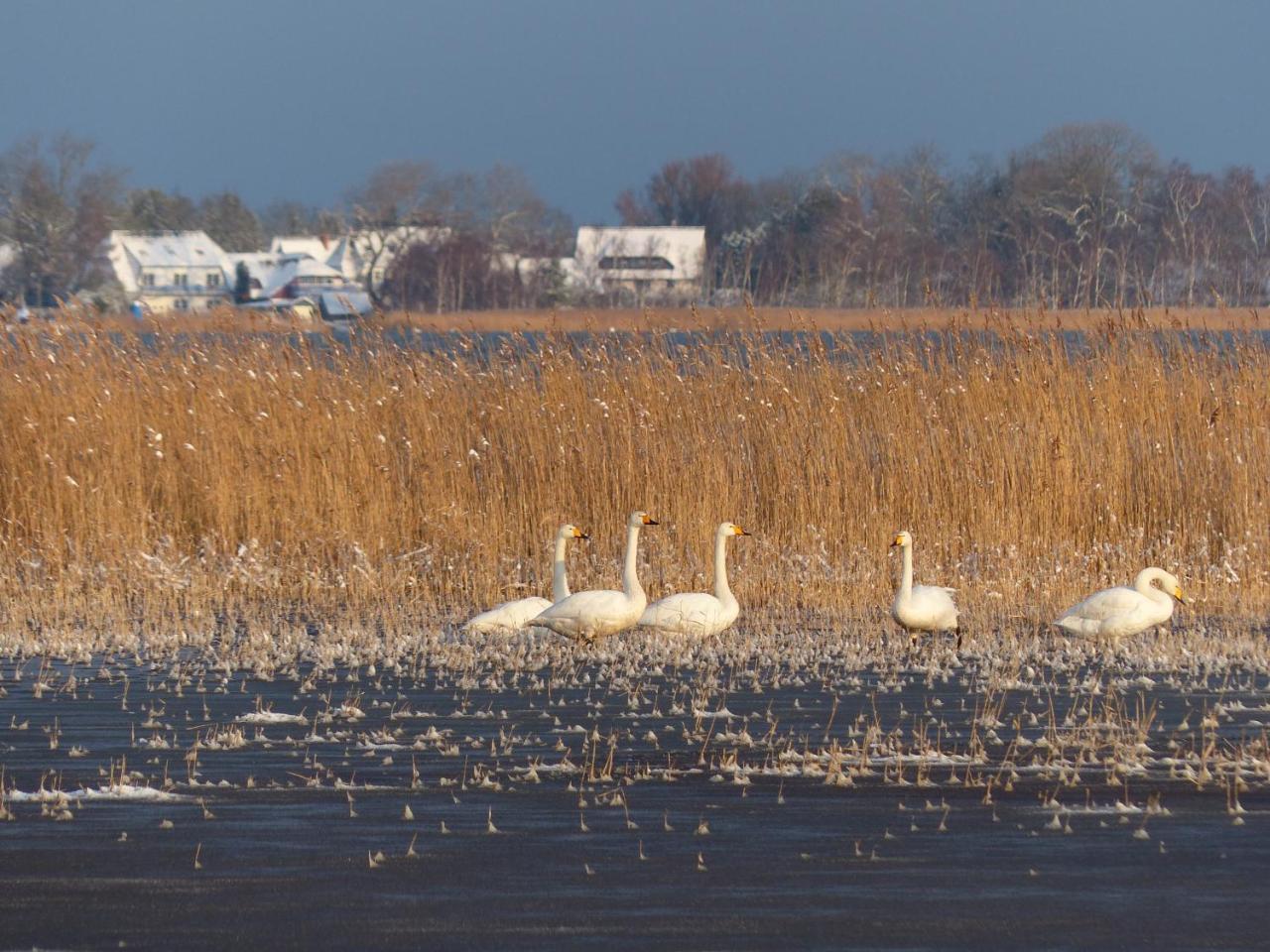 Ferienwohnungen Jagdhaus 6 Wieck Buitenkant foto